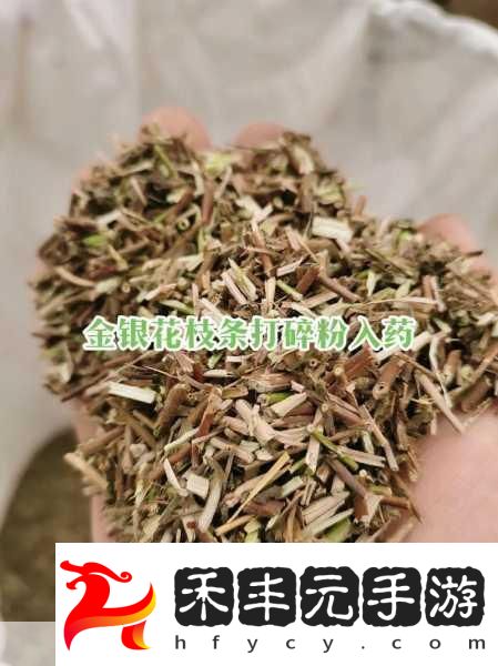 雙管齊下TXL金銀花怎么使用