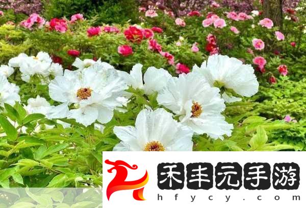 歐產日產國色天香水蜜桃探秘