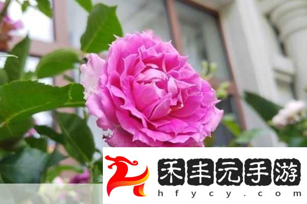 歐產日產國色天香水蜜桃探秘