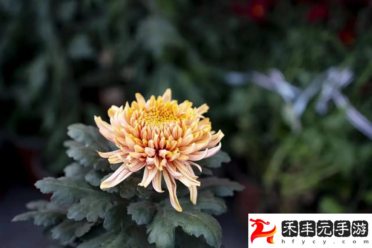 國(guó)產(chǎn)做受與入口竹菊