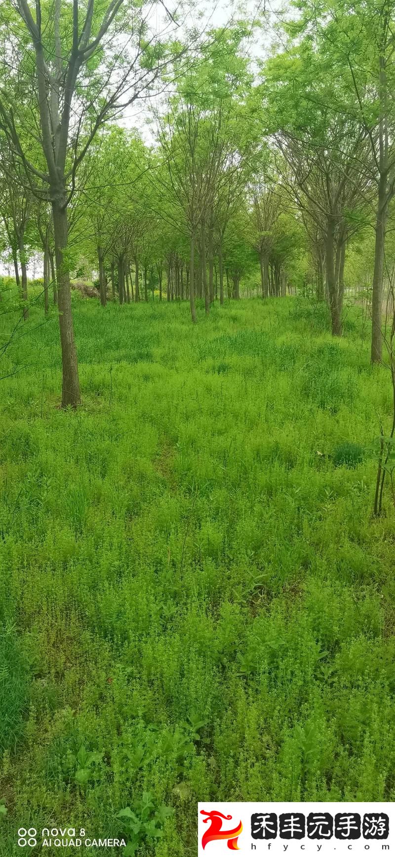 探秘國產小樹林18視頻