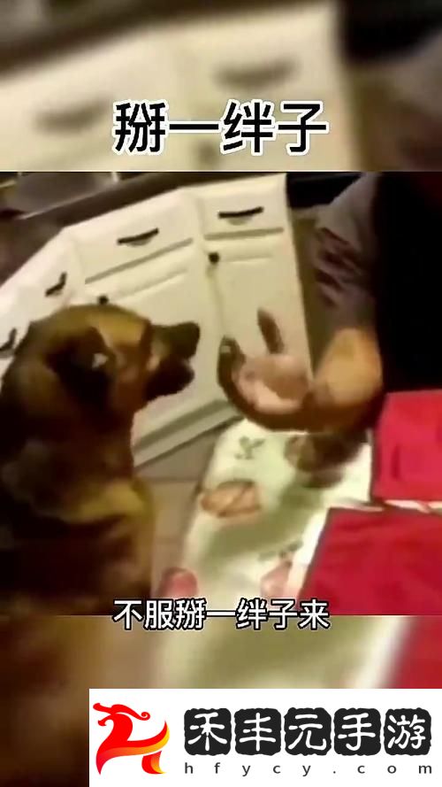 人狗大戰(zhàn)5高清正版免費
